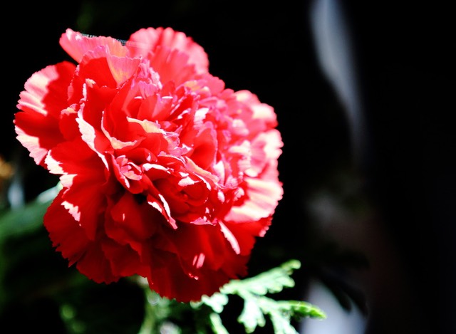 a_MG_9469